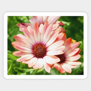 Macro Pink Cinnamon Tradwind Daisy Flower in the Garden Sticker